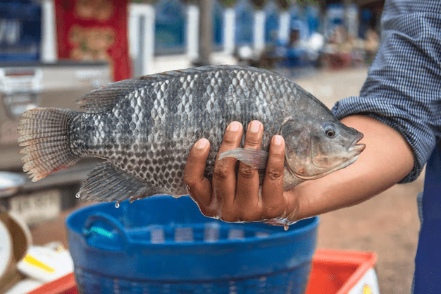 Tilapia